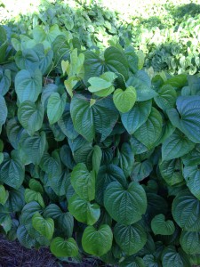 Large heart-shaped leaves completely cover this fence-row in Bay County.  Photo by Julie McConnell.