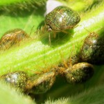 Invasive Species of the Day (February 23): Kudzu Bugs and Beach Vitex