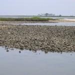 Working to Restore Oyster Habitat