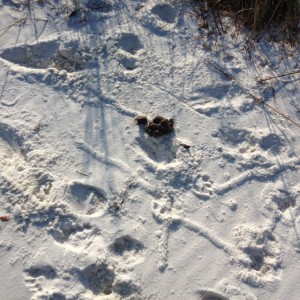 Evidence of dogs on the beach.  