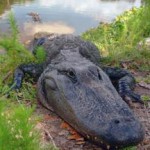 Alligators Become More Active in the Spring