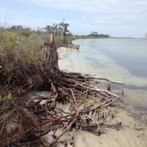 This eroded pine tree gives evidence of the ever changing shorelines of our barrier islands.  Photo: Rick O'Connor 