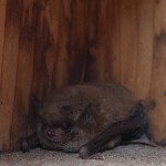 What can you do about a colony of bats in a building?
