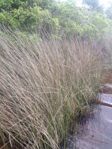 Black Needlerush is one of the two dominant plants of our salt marshes.  Photo: Rick O'Connor