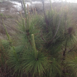 new growth on a pine tree. Photo: Rick O'Connor