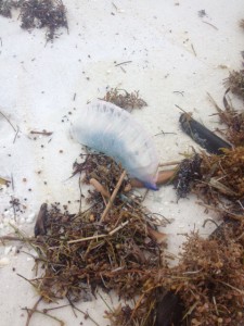 The Portuguese Man-of-War is one of the more venomous jellyfish in Florida waters.  Photo: Rick O'Connor. 
