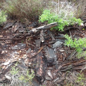 A decomposing log is a microhabitat for many organisms. Photo: Rick O'Connor