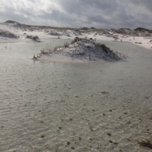 This ephemeral pond formed around a small dune which becomes a temporary island.  Photo: Rick O'Connor