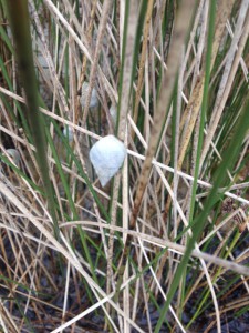 The marsh periwinkle is one of the more common mollusk found in our salt marsh.  Photo: Rick O'Connor