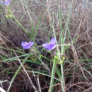 One of the few plants blooming in April, the Spiderwort is a common weed in many lawns.  Photo: Rick O'Connor