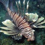 It’s Thanksgiving… That Means Time for “Turkeyfish”