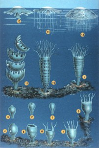 Life Stages of the True Jellyfish: Photo: By Matthias Jacob Schleiden (1804-1881) [Public domain], via Wikimedia Commons