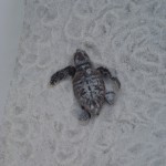 Sea Turtle Nesting Season Has Officially Ended… and what a season it was