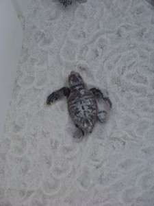Young loggerhead sea turtle heading for the Gulf of Mexico.  Photo: Molly O'Connor