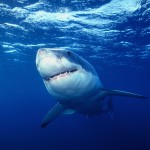 Shark Week is over… so what do we know about shark attack? Shark Week is over… so what do we know about shark attack?