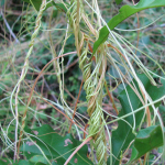 Dodder: Vampire Plant or Nature’s Own Genetic Modification Organism?