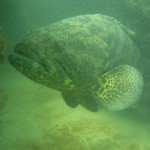 It is One Goliath of a Fish… the Goliath Grouper