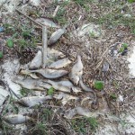 What Caused the Fish Kill Along the Florida Panhandle This Week?