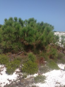 Though it appears small, this is the same species of pine that grows tall inland.  