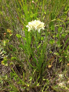 This plant, Redroot, grows in the wetter areas of the secondary dune. 