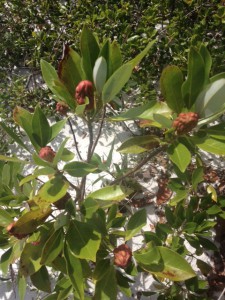 The red cones of the Sweet bay identify this as a relative of the magnolia.  