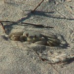 Ghost Crabs… raiders of the night