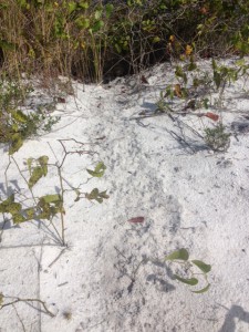 The "mystery tracks" we have been seeing since January now show the small tracks of a mammal; probably armadillo.  