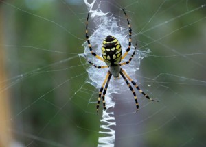 The zig-zag pattern of the Black and Yellow Argiope spider helps to distinguish from the Golden Orb.  Photo: Molly O'Connor