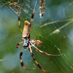 The Giant Banana Spiders – part of our panhandle summer