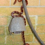 Do Constricting Snakes Really Kill Their Prey by Suffocation?