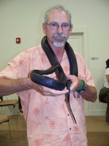 The eastern indigo snake is the largest nonvenomous snake in the southeast.  Photo: Molly O'Connor