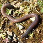 The World of Worms… Part 1 of 3