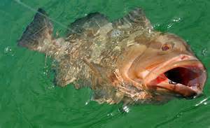 One of the more popular finfish - the grouper. Photo: Bay County Extension, UF IFAS