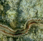 The World of Worms – the Annelids… Part 3 of 3 The World of Worms – the Annelids… Part 3 of 3