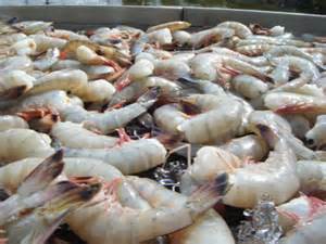 The famous Gulf Coast shrimp. Photo: Mississippi State University 