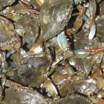 National Seafood Month – Blue Crabs National Seafood Month – Blue Crabs