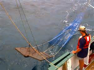 The basic otter trawl used for shrimping. Photo: North Carolina State University 