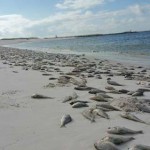 It’s Happening … Red Tide