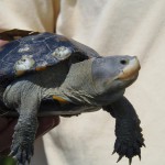 Those Terrific Terrapins Those Terrific Terrapins