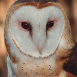 Owls – Florida’s Remarkable Nocturnal Birds of Prey