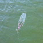 Box Jellies in the Gulf of Mexico?