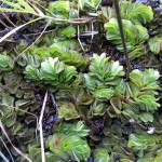 NISAW 2016 – Working together to remove Giant Salvinia (Salvinia molesta) from Northwest Florida