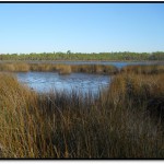 Florida Master Naturalist projects impact local communities