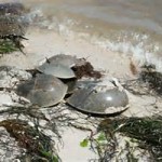 In Search of Horseshoe Crabs