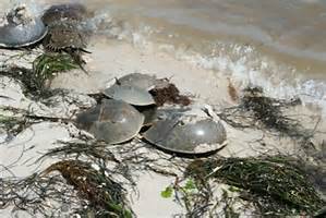 Horseshoe crabs breeding on the beach.   Photo: Florida Sea Grant 