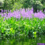Discover the Beauty and Role of Native Aquatic Plants – in Your Own Pond