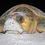 It’s Sea Turtle Hatching Time… what you can do to help them