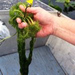 Florida’s Aquatic Carnivorous Plants – Yes, Aquatic!