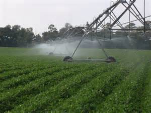 This is a common method used to irrigate crops across the U.S. Photo: UF IFAS 