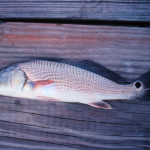 The Autumn Journey of Red Drum